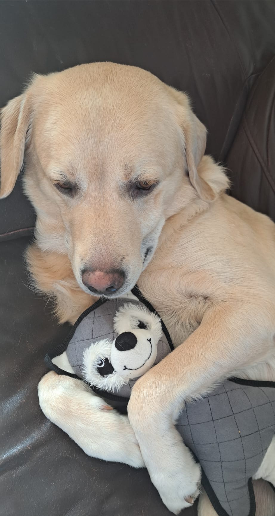 A dog cuddling a soft toy
