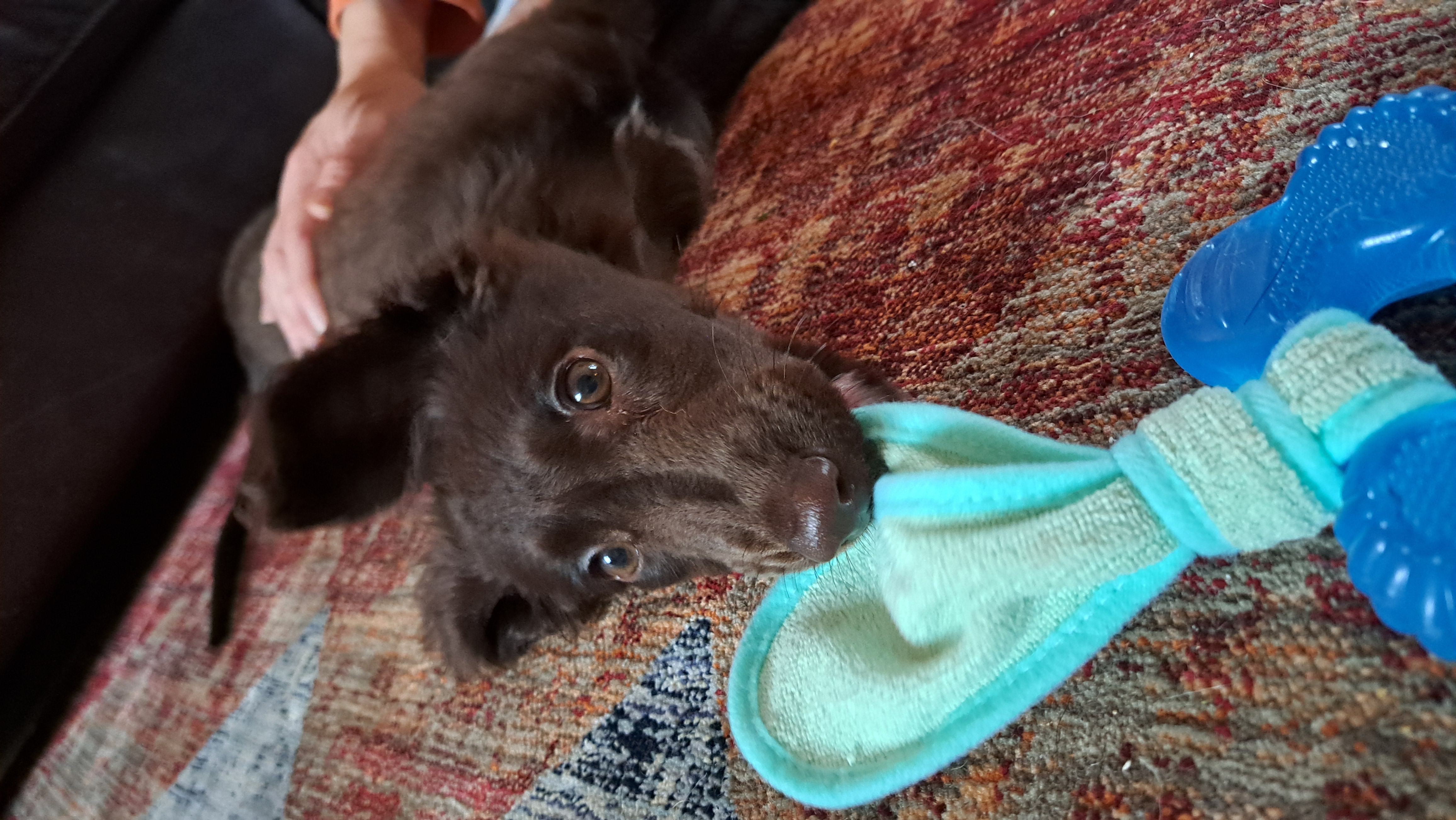 A puppy looking up with a toy nearby