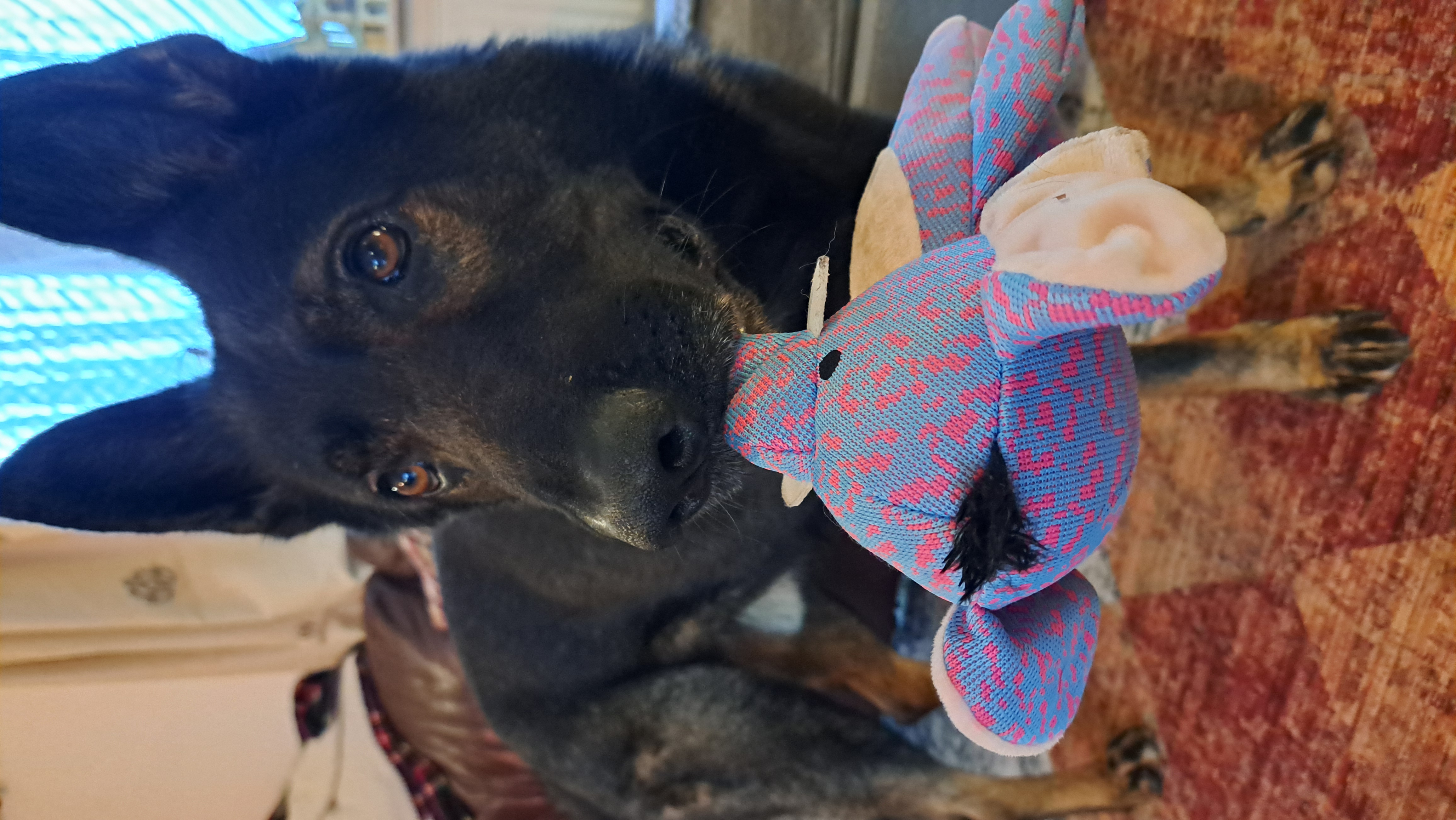 Bodie holding a colourful toy